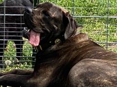 Pit Bull Gear W51 - 2 Personalized Military Leather Dog Collar Review