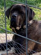 Pit Bull Gear W51 - 2 Personalized Military Leather Dog Collar Review