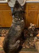 Pit Bull Gear W51 - 2 Personalized Military Leather Dog Collar Review