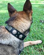 Pit Bull Gear W51 - 2 Personalized Military Leather Dog Collar Review