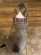 Pit Bull Gear W52 - 2 Name Plate Spiked Leather Collar Review