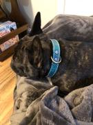 Pit Bull Gear 1 Wide Leather Dog Collar Review