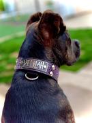 Pit Bull Gear V24 - 1.5 Personalized Cone Studs & Gems Leather Collar Review