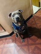 Pit Bull Gear Y04 - Maltese Cross Studded Leather Harness Review