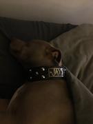 Pit Bull Gear N5 - 2 Personalized Tapered Dog Collar w/Studs Review