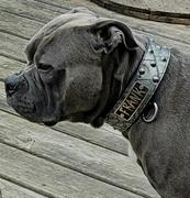 Pit Bull Gear N5 - 2 Personalized Tapered Dog Collar w/Studs Review
