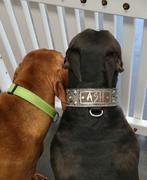 Pit Bull Gear N5 - 2 Personalized Tapered Dog Collar w/Studs Review