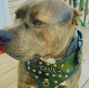 Pit Bull Gear NH3 - Name Plate Studded Leather Harness Review