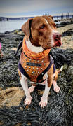 Pit Bull Gear NH4 - Name Plate Leather Dog Harness Review