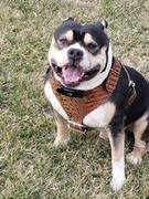 Pit Bull Gear NH4 - Name Plate Leather Dog Harness Review