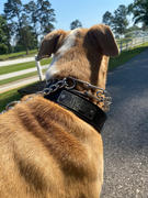 Pit Bull Gear N7 - 1 1/2 Personalized Leather Dog Collar Review