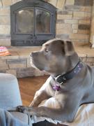 Pit Bull Gear N11 - 1 1/2 Name Plate Leather Dog Collar w/Gems Review
