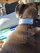 Pit Bull Gear N11 - 1 1/2 Name Plate Leather Dog Collar w/Gems Review