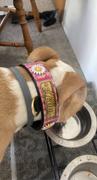 Pit Bull Gear VN4 - 1 1/2 Personalized Leather Collar Daisies & Gems Review