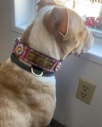 Pit Bull Gear VN4 - 1 1/2 Personalized Leather Collar Daisies & Gems Review