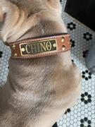 Pit Bull Gear N10 - 1 1/2 Name Plate Studded Leather Dog Collar Review