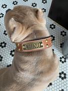 Pit Bull Gear N10 - 1 1/2 Name Plate Studded Leather Dog Collar Review