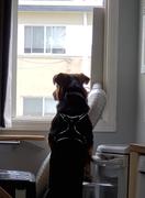 Pit Bull Gear N12 - 2 Name Plate Studded Leather Dog Collar Review