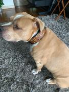 Pit Bull Gear N12 - 2 Name Plate Studded Leather Dog Collar Review