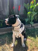 Pit Bull Gear NH5 - Name Plate Spiked Leather Dog Harness Review