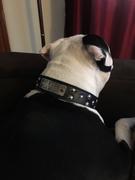 Pit Bull Gear N13 - 1 1/2 Name Plate Dome Studded Leather Collar Review