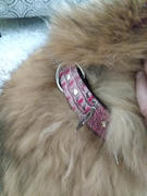 Pit Bull Gear V26 - 1 1/2 Spikes & Gems Leather Collar Review