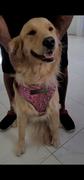Pit Bull Gear NH6 - Name Plate Dog Harness w/Gems & Spikes Review