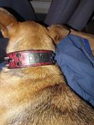 Pit Bull Gear NV44 - 1 1/2 Name Plate Bucket Studded Leather Collar Review
