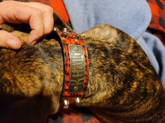 Pit Bull Gear NV44 - 1 1/2 Name Plate Bucket Studded Leather Collar Review