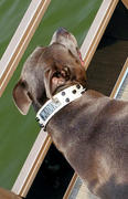 Pit Bull Gear NV44 - 1 1/2 Name Plate Bucket Studded Leather Collar Review
