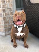 Pit Bull Gear NV44 - 1 1/2 Name Plate Bucket Studded Leather Collar Review