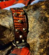 Pit Bull Gear NV44 - 1 1/2 Name Plate Bucket Studded Leather Collar Review