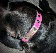 Pit Bull Gear NU3 - 1 Personalized Cone Studded Leather Collar Review