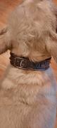 Pit Bull Gear NU3 - 1 Name Plate Cone Studded Leather Collar Review