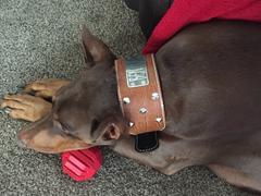 Pit Bull Gear NJ33 - 3 Name Plate Cone Studded Dog Collar Review