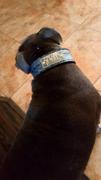 Pit Bull Gear TW42 - 2 Tapered Leather Name Plate Collar Review