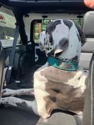 Pit Bull Gear N15 - 2 Name Plate Leather Dog Collar Review