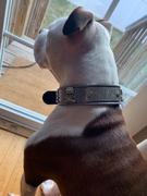 Pit Bull Gear VN47 - 1 1/2 Name Plate Leather Dog Collar w/Skulls Review