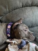 Pit Bull Gear V39 - 1 1/2 Daisy & Gems Leather Dog Collar Review