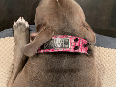 Pit Bull Gear N16 - 1 1/2 Name Plate Spiked Leather Collar Review