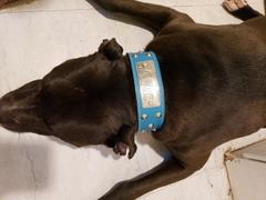 Pit Bull Gear WN1 - 2 Name Plate Cone Studded Leather Dog Collar Review
