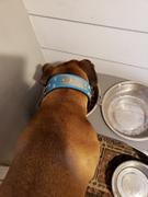 Pit Bull Gear WN1 - 2 Name Plate Cone Studded Leather Dog Collar Review