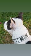 Pit Bull Gear V36 - 1 1/2 Name Plate Studs & Gems Dog Collar Review