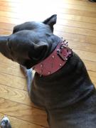 Pit Bull Gear J10 - 2 1/2 Spiked Leather Dog Collar Review