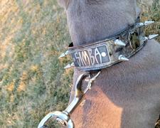 Pit Bull Gear Personalized Leather Leash w/ Loop Handle Review
