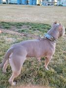 Pit Bull Gear Personalized Leather Leash w/ Loop Handle Review