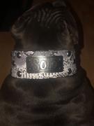 Pit Bull Gear NJ3 - 2 1/2 Name Plate Studded Dog Collar Review