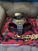 Pit Bull Gear WN3 - 2 Name Plate Studs & Gems Leather Dog Collar Review