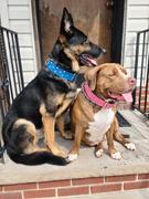 Pit Bull Gear WN3 - 2 Name Plate Studs & Gems Leather Dog Collar Review