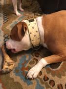 Pit Bull Gear NJ4 - 2 1/2 Name Plate Cone Studded Dog Collar Review